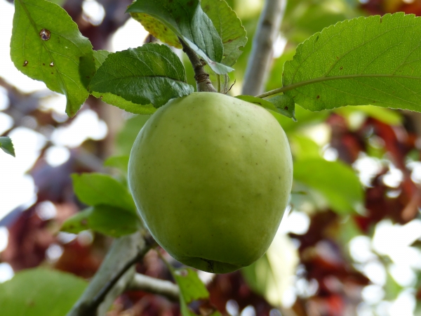 Weißer Winterglockenapfel Frucht Foto 1